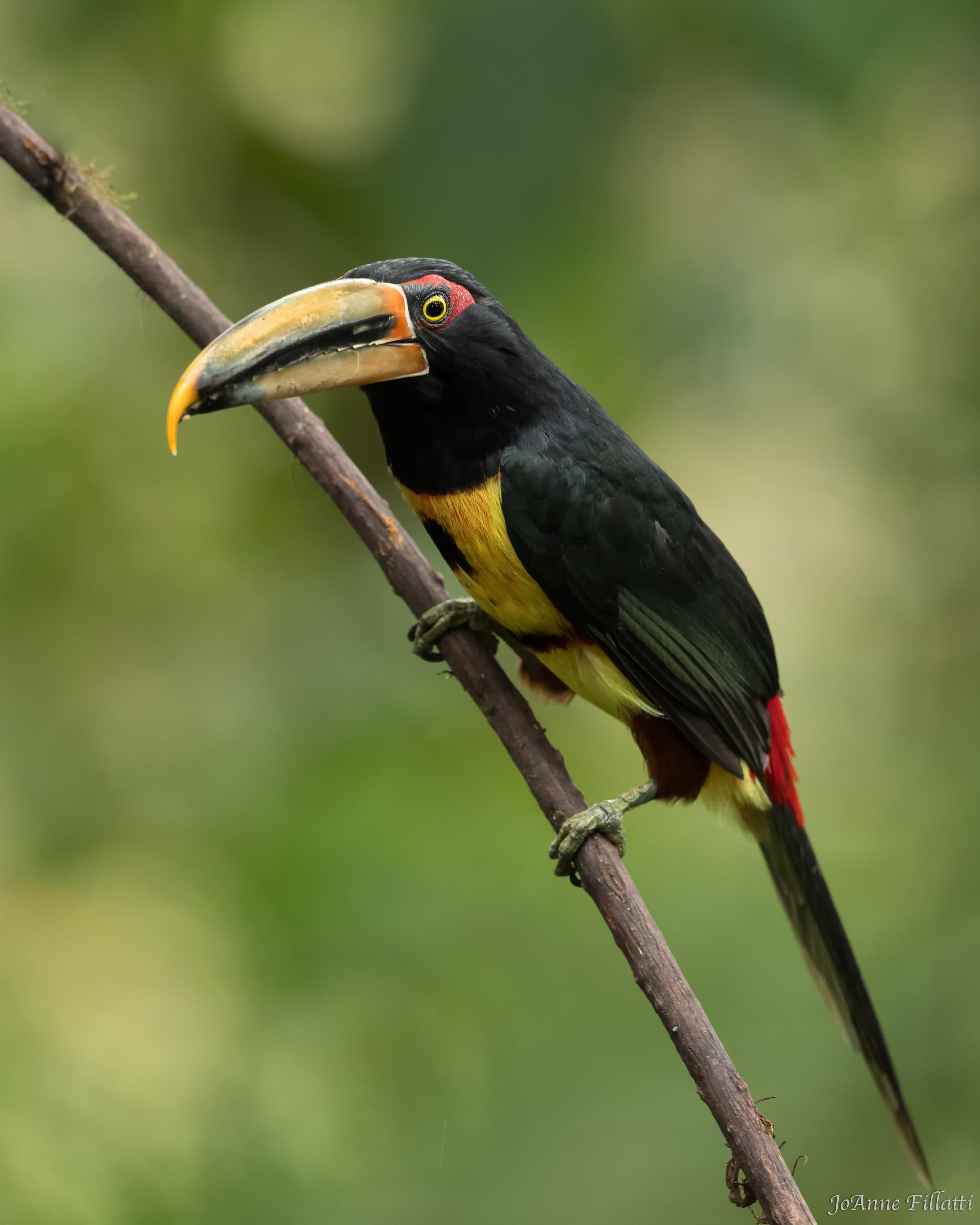 bird of ecuador image 11